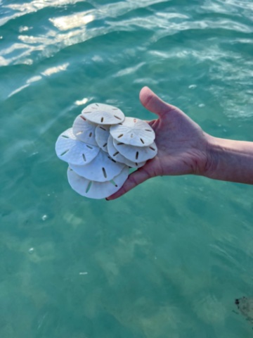 Shells in hand